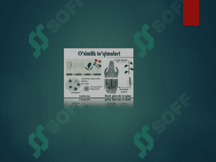 O’simliklar to’qimalari va ularning qishloq xo’jalikdagi ahamiyati 4