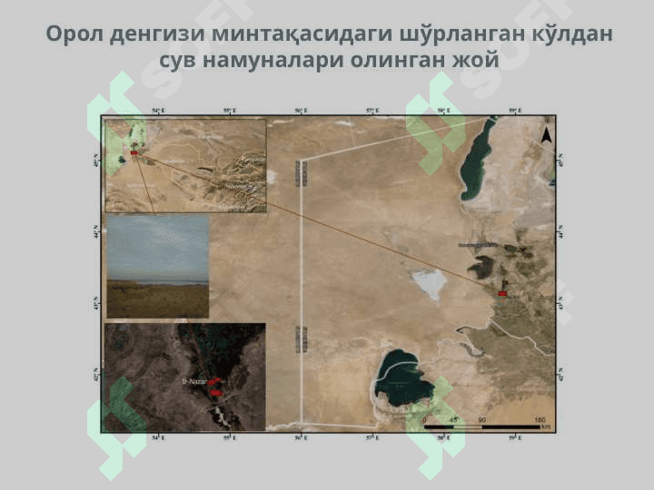 Полисахаридлар ишлаб чиқариш мақсадида бактерияларни ўстириш усули 4