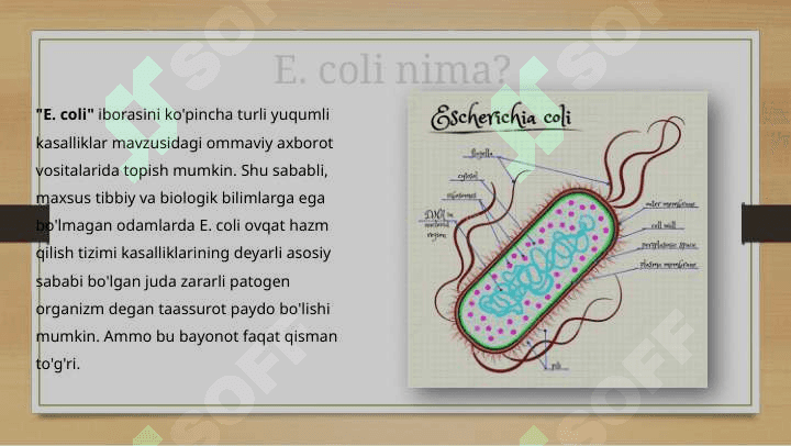 Esherichia coli bakteriyalarining sanitariya ahamiyati 3