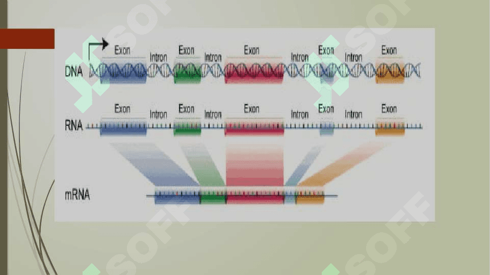Initronlar, transpozonlar, plazmidlar 6
