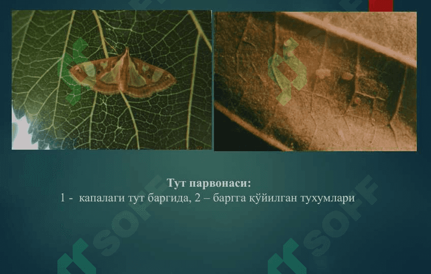 ТУТНИ ПАРВОНАДАН ҲИМОЯ ҚИЛИШНИНГ АТРОФ-МУҲИТГА ЗАРАРЛИ БЎЛМАГАН УСУЛЛАРИНИ ИШЛАБ ЧИҚИШ 2