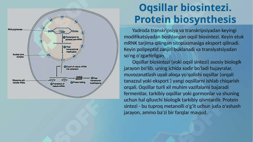 OQSIL BIOSINTEZI. OQSILNING POST-TRANSLASYONAL MODIFIKATSIYASI. PROTEIN SINTEZINING ENERGIYA XARAJATLARI 2