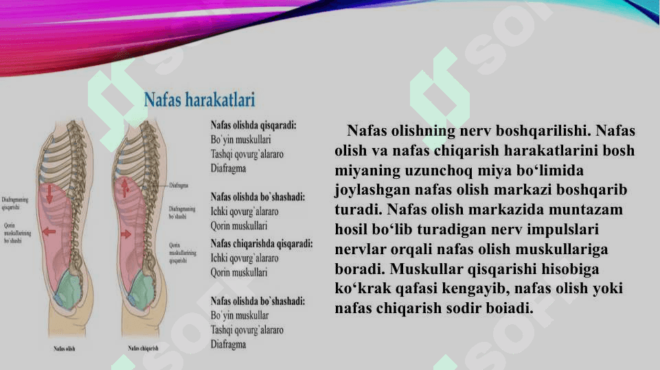 nafas olishning boshqarilishi. Nafas olish organlari kasalliklari 3