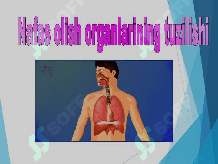 “Nafas olish organlari sistemasi” 2