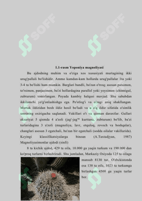 OʻZBEKISTON FLORASIDA AKALIFA, SUTLAMADOSHLAR OILASI 5