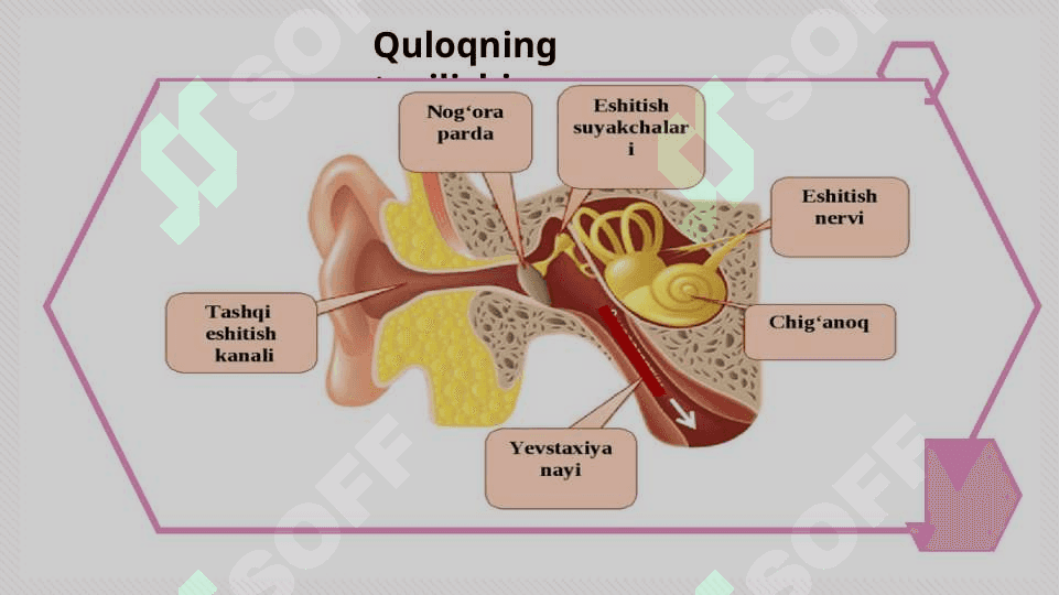 Quloq anatomiyasi 4