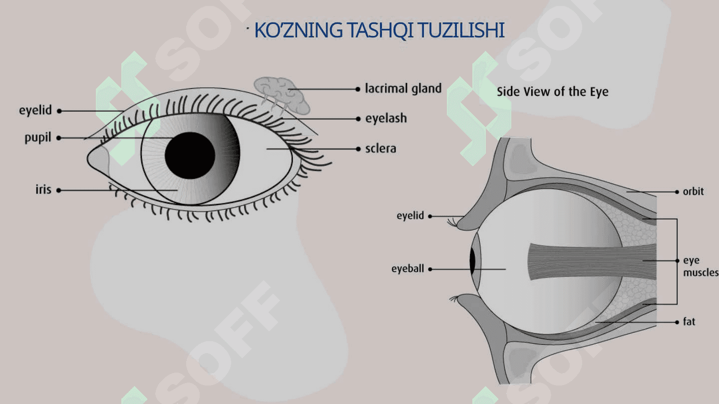 Ko'rish analizatori 2