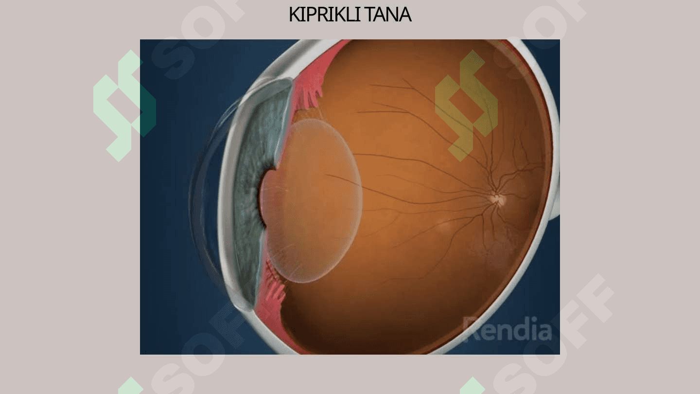 Ko'rish analizatori 6