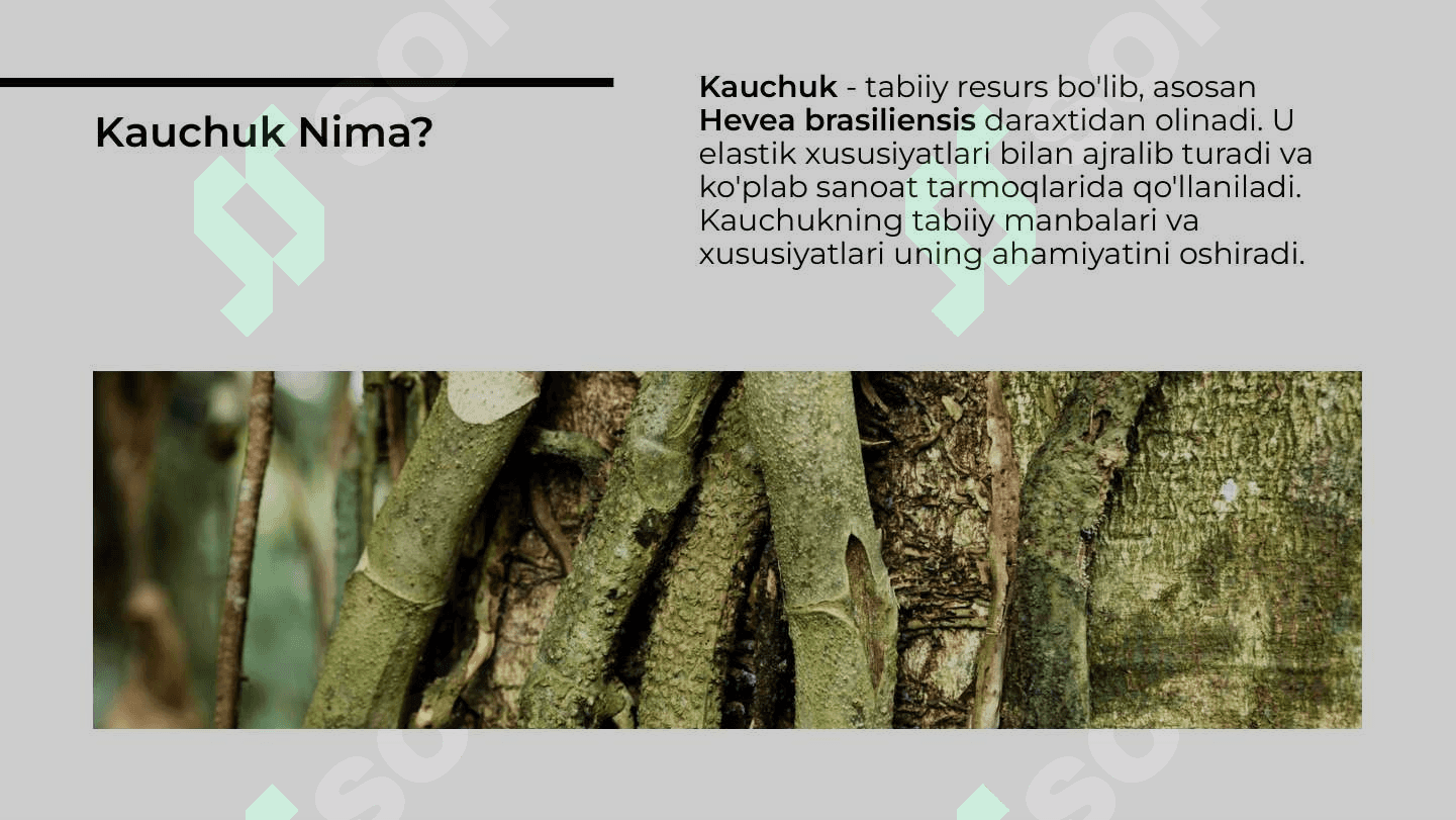 Kauchuk tabiatda ishlatilishi va tarqalishi 3