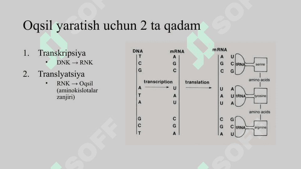 Oqsil biosintezi. TranskriptsiyaProssesingTranslyatsiya 3