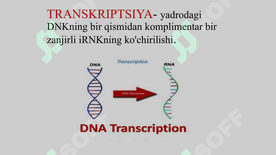 Oqsil biosintezi. TranskriptsiyaProssesingTranslyatsiya 4