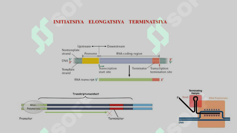 Oqsil biosintezi. TranskriptsiyaProssesingTranslyatsiya 7