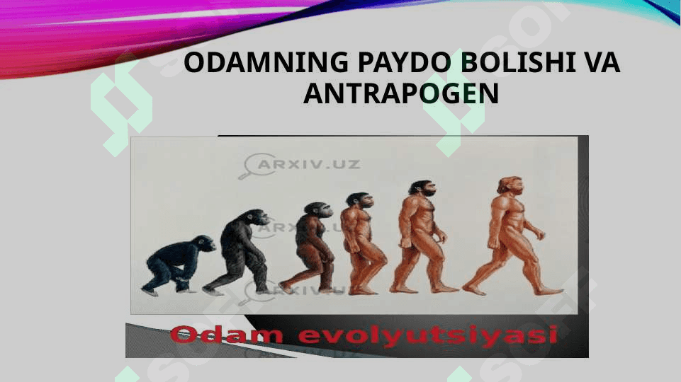 ODAM EVOLUTSIYASI 3