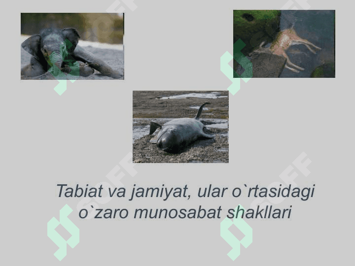 Ekologiya huquqi 4