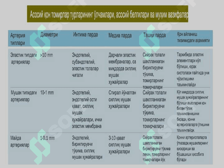 Мавзу: ЮРАК ҚОН-ТОМИРЛАР СИСТЕМАСИ 5