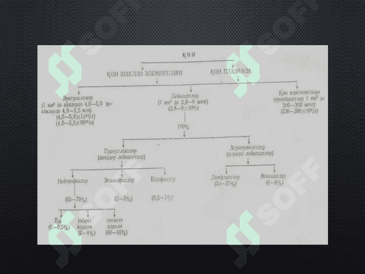 Qon hujayralarining fizologik repirativ reginratsiyasi mexanizimlari 3