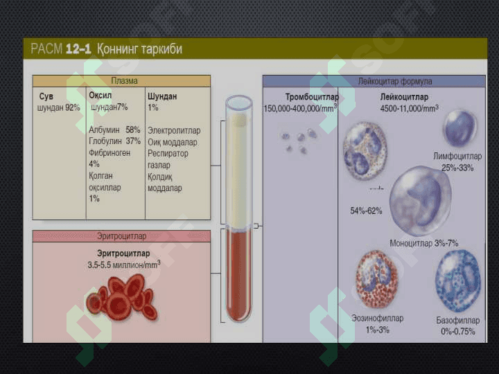 Qon hujayralarining fizologik repirativ reginratsiyasi mexanizimlari 4