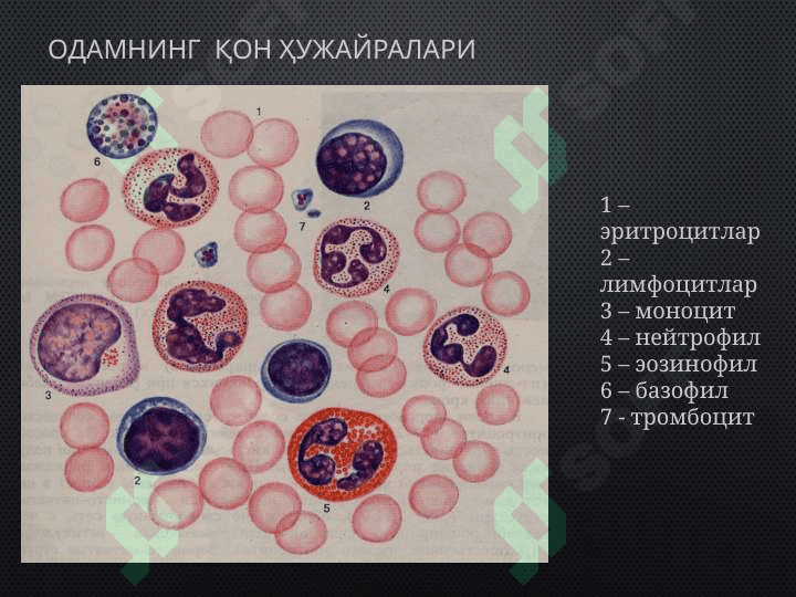 Qon hujayralarining fizologik repirativ reginratsiyasi mexanizimlari 5