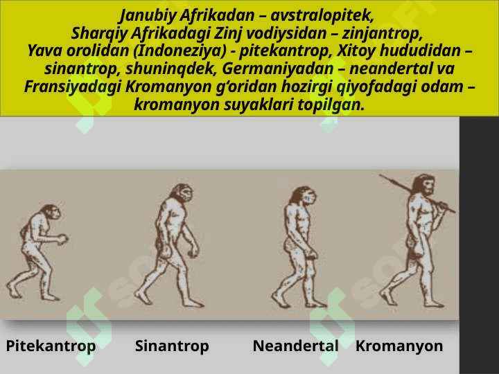 Eng qadimgi odamlarning rivojlanish bosqichlari 6