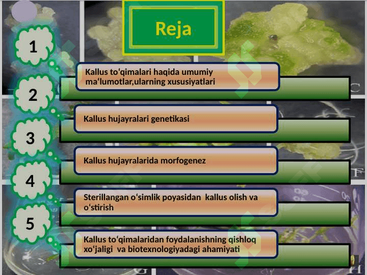 Kallus to‘qimalar kulturasi 2