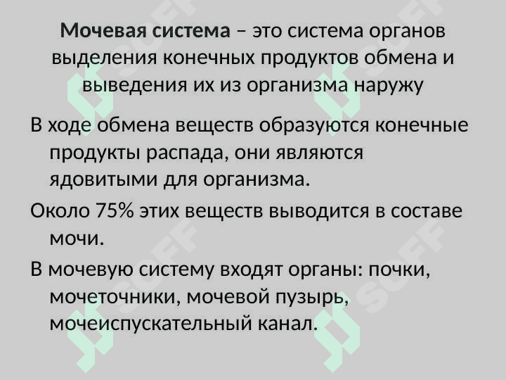 Анатомия и физиология мочевыделительной системы Мочевая система 2