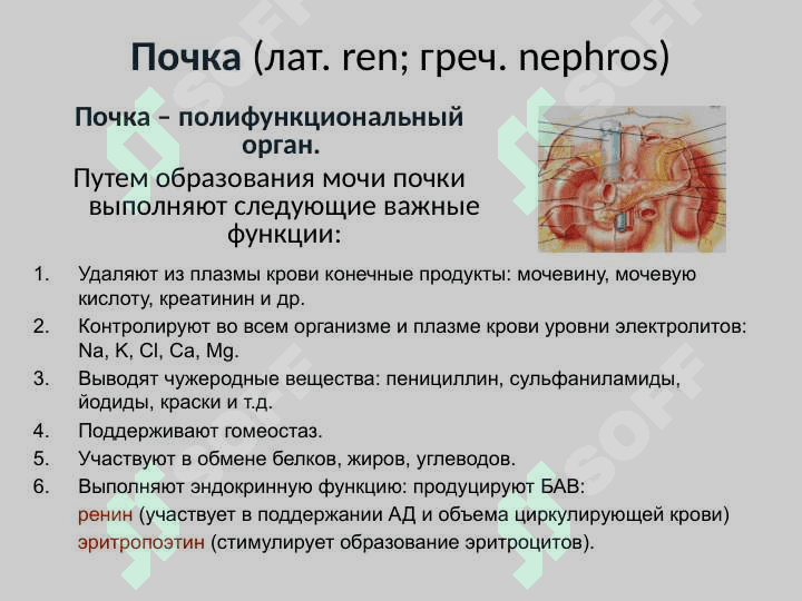 Анатомия и физиология мочевыделительной системы Мочевая система 3