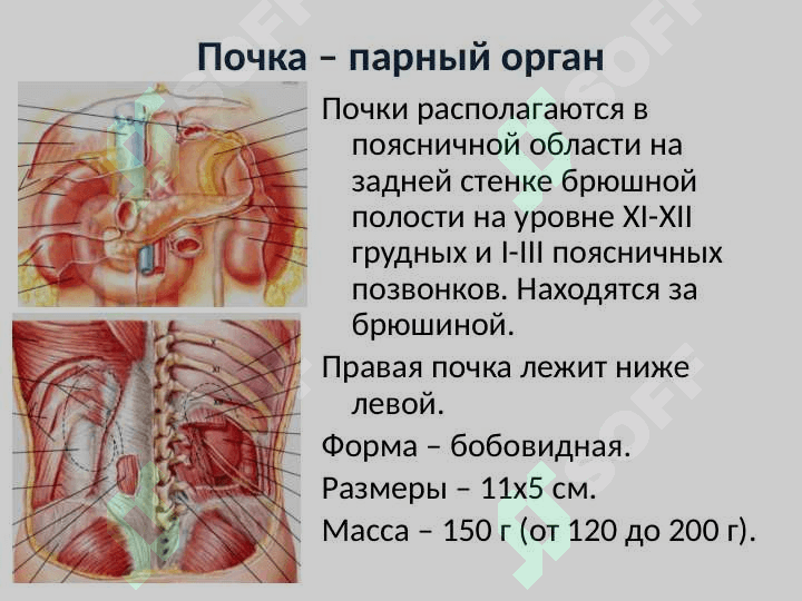 Анатомия и физиология мочевыделительной системы Мочевая система 4