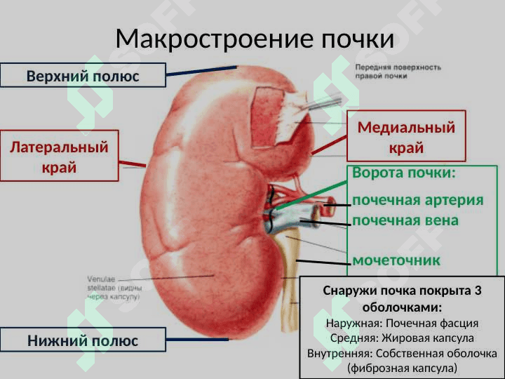 Анатомия и физиология мочевыделительной системы Мочевая система 5