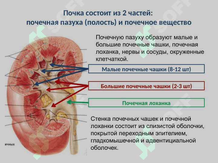 Анатомия и физиология мочевыделительной системы Мочевая система 6