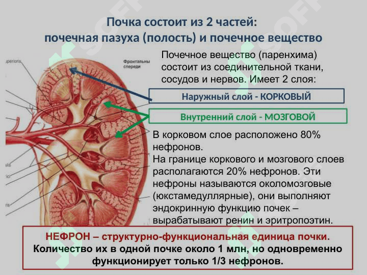 Анатомия и физиология мочевыделительной системы Мочевая система 7