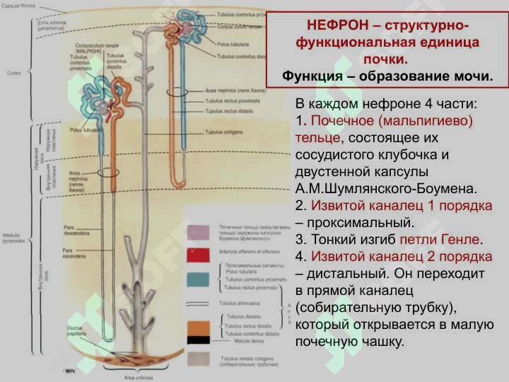 Анатомия и физиология мочевыделительной системы Мочевая система 8