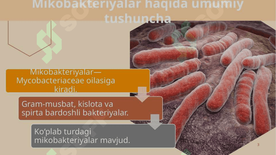 Atipik mikobakteriyalar va ularning amaliyotdagi ahamiyati 3