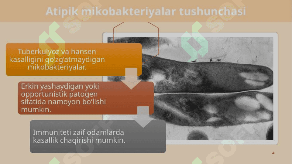 Atipik mikobakteriyalar va ularning amaliyotdagi ahamiyati 4