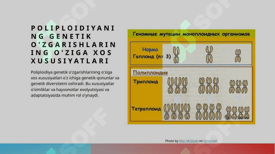 Poliploidiya va uning ahamiyati 7