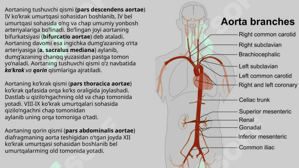 Koʻkrak aortasi va qorin aortasining tarmoqlari. Ichki a'zolarning qon bilan ta'minlanishining jarrohlikdagi ahamiyati oʻziga xoslik 2