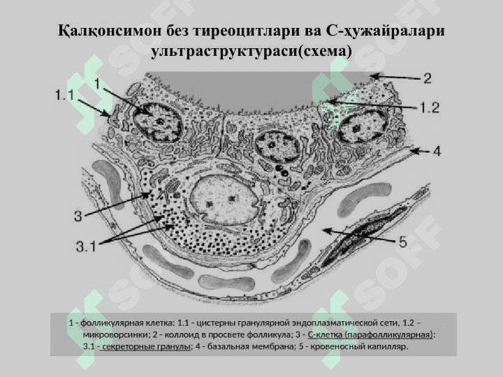 ПЕРИФЕРИК ЭНДОКРИН СИСТЕМА 8