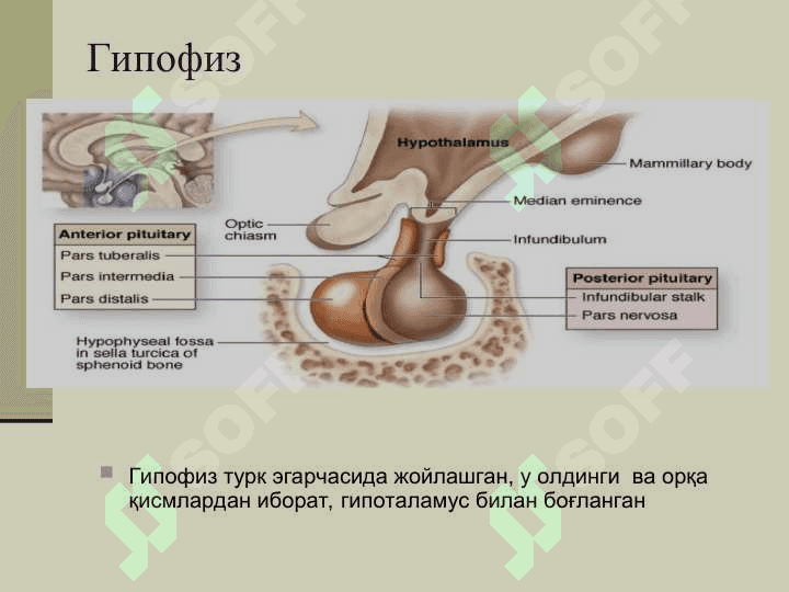 ЭНДОКРИН ТИЗИМИ 2