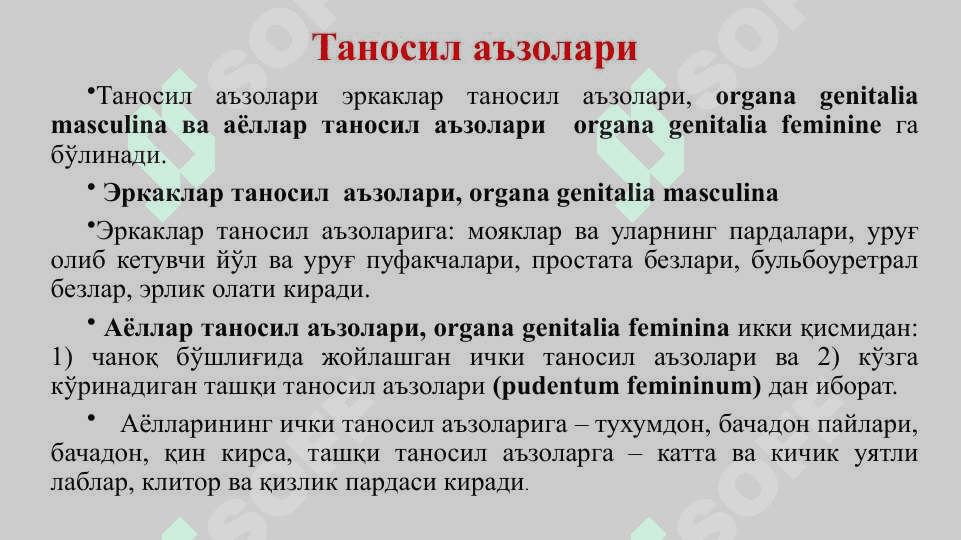Таносил аъзолари. Эркакларнинг таносил аъзолари. Аёлларнинг таносил аъзолари. Оралиқ топографияси тузилиши, чаноқ ва таносил диафрагмалари ва жинсга нисбатан фарқи 2