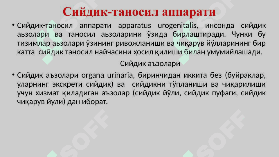 Сийдик-таносил аъзолари системаси. Буйраклар. Сийдик йўли, қовуқ, сийдик чиқариш канали 2