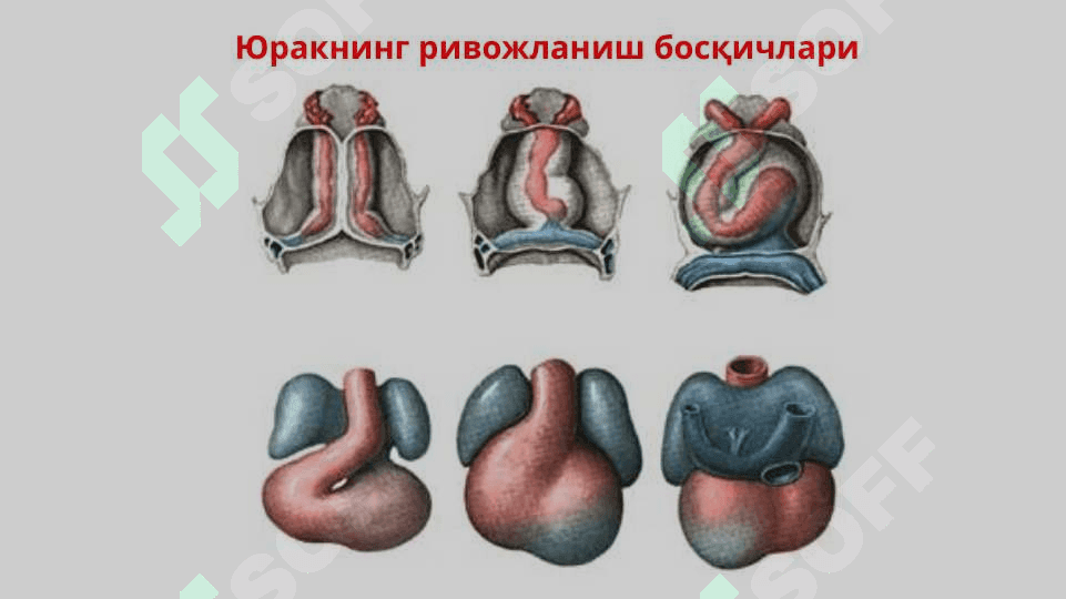 Юрак – қон томир системаси. Юрак тузилиши, юракнинг ўтказув системаси.Юракнинг қон билан таъминланиши. Қон айланиш доиралари 4