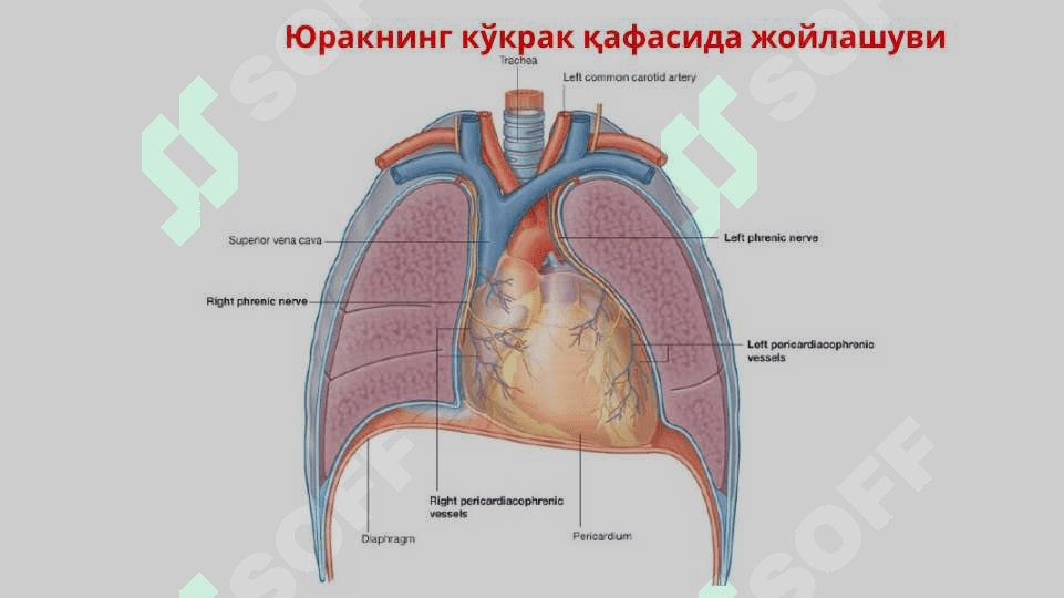 Юрак – қон томир системаси. Юрак тузилиши, юракнинг ўтказув системаси.Юракнинг қон билан таъминланиши. Қон айланиш доиралари 5