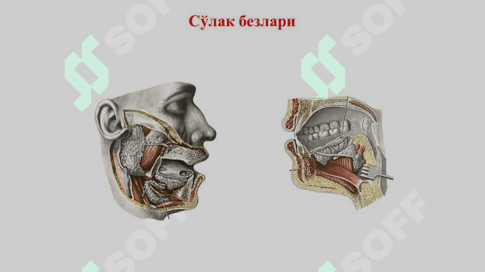 Эндокрин безлар. Гипофиз. Эпифиз. Жинсий безларнинг эндокрин қисмлари. Қалқонсимон, қалқон орқа ва айрисимон безлар. Буйрак усти ва меъда ости безлари 2
