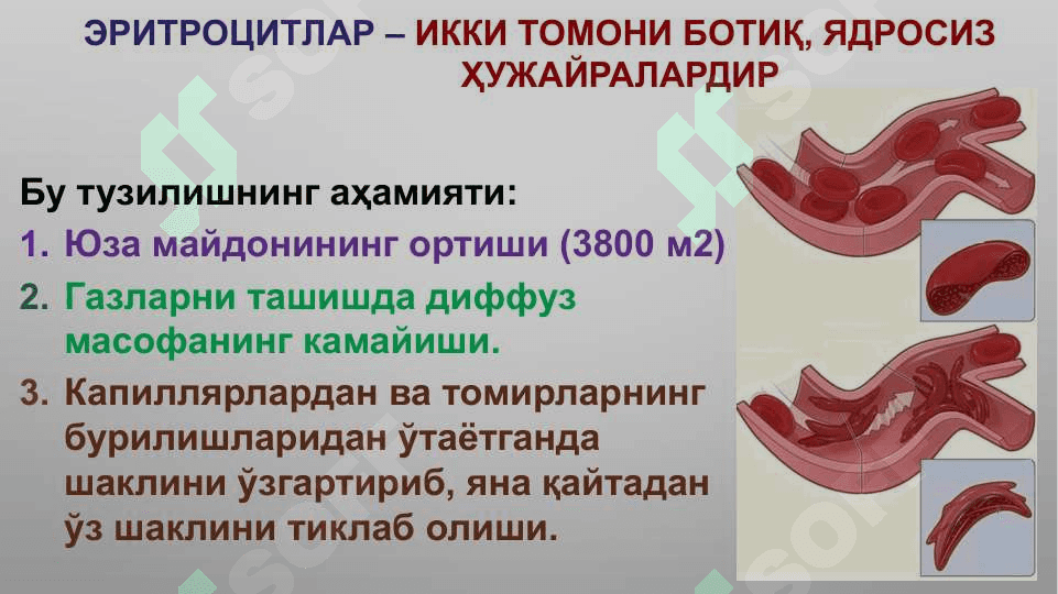 Қоннинг шаклли элементлари. Эритроцитлар, лейкоцитлар ва тромбоцитлар физиологияси 8