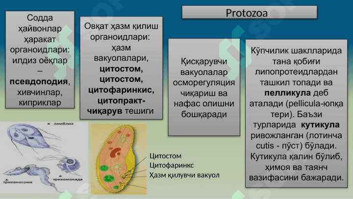 Тиббий протозоология 6