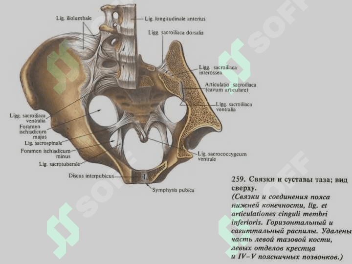 Суставы нижней конечности 6