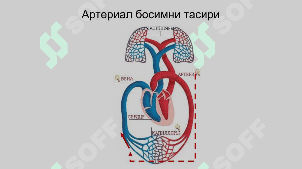 ВАРИКОЗ  КАСАЛЛИГИ  ВЕНОЗ ТРОМБОЗЛАР ПОСТТРОМБОФЛЕБИТИК СИНДРОМ 8