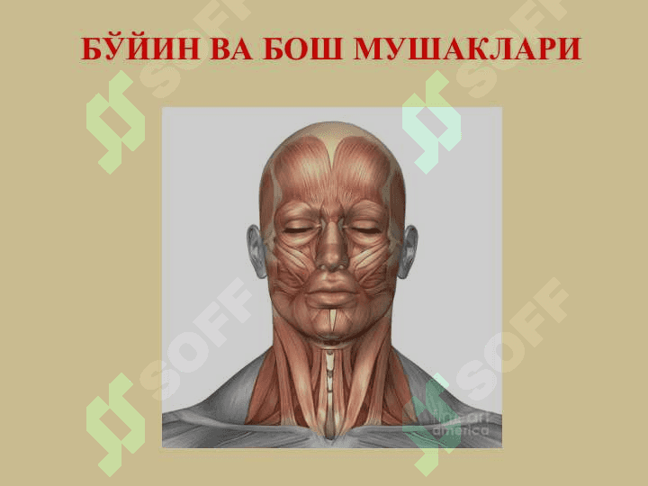 Бўйин мушаклари. Бўйин учбурчаклари бўйин фациялари Уларнинг ёшга доир хусусиятлари. Бош мушаклари. Чайнов ва мимика мушаклари.Уларнинг ёшга доир хусусиятлари. 2