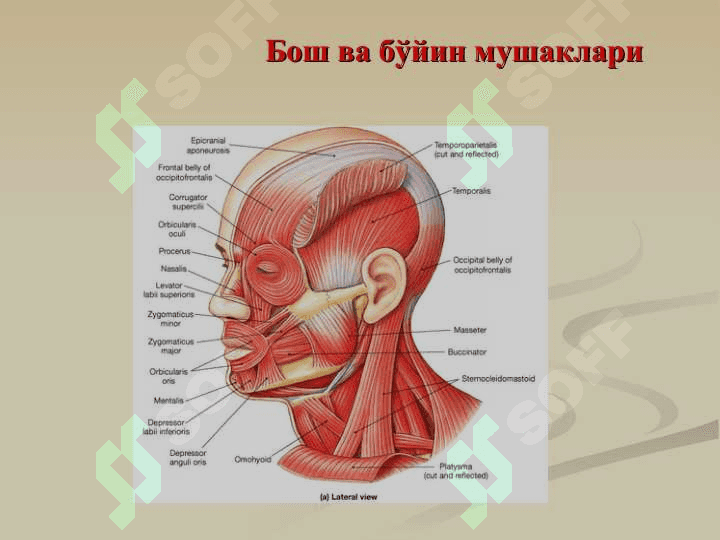 Бўйин мушаклари. Бўйин учбурчаклари бўйин фациялари Уларнинг ёшга доир хусусиятлари. Бош мушаклари. Чайнов ва мимика мушаклари.Уларнинг ёшга доир хусусиятлари. 3