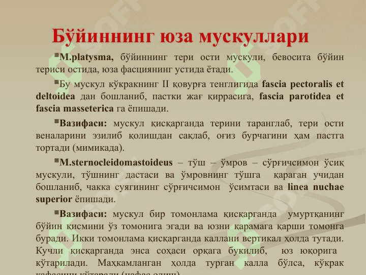 Бўйин мушаклари. Бўйин учбурчаклари бўйин фациялари Уларнинг ёшга доир хусусиятлари. Бош мушаклари. Чайнов ва мимика мушаклари.Уларнинг ёшга доир хусусиятлари. 4