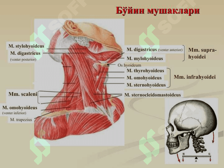 Бўйин мушаклари. Бўйин учбурчаклари бўйин фациялари Уларнинг ёшга доир хусусиятлари. Бош мушаклари. Чайнов ва мимика мушаклари.Уларнинг ёшга доир хусусиятлари. 7